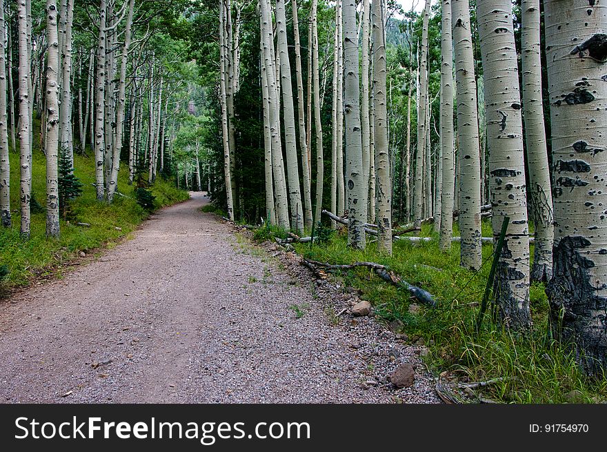 On the Waterline Road segment of the Inner Basin Trail. The Inner Basin Trail ascends from Lockett Meadow into the caldera of the San Francisco Peaks, an extinct volcano and home of the tallest peaks in Arizona. The first 1.7 miles of the trail winds through the extensive aspen forest flanking the upper reaches of the Peaks, joining the Waterline Trail briefly before following a jeep road into the caldera. The trail starts at an elevation of 8665 feet, gaining approximately 1200 feet over 2 miles on its way into the Inner Basin. The trail continues another 2 miles, gaining an additional 600 feet or so to join up with the Weatherford Trail. Photo by Deborah Lee Soltesz, August 2015. Credit: U.S. Forest Service, Coconino National Forest. For more information about this trail, see the Inner Basin No. 29 trail description on the Coconino National Forest website.