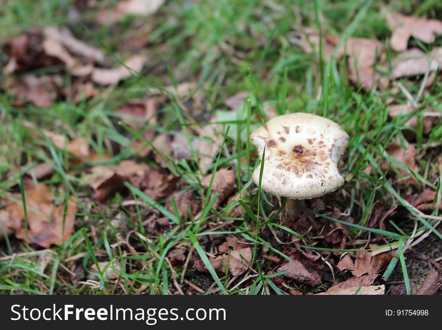 Mushroom In The Forest