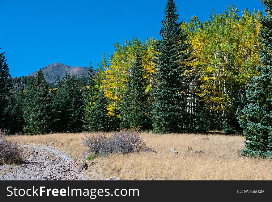 The Inner Basin Trail ascends from Lockett Meadow into the caldera of the San Francisco Peaks, an extinct volcano and home of the tallest peaks in Arizona. The first 1.7 miles of the trail winds through the extensive aspen forest flanking the upper reaches of the Peaks, joining the Waterline Trail briefly before following a jeep road into the caldera. The trail starts at an elevation of 8665 feet, gaining approximately 1200 feet over 2 miles on its way into the Inner Basin. The trail continues another 2 miles, gaining an additional 600 feet or so to join up with the Weatherford Trail. Photo by Deborah Lee Soltesz, October 1, 2015. Source: U.S. Forest Service, Coconino National Forest. See Lockett Meadow Campground and Inner Basin No. 29 for information about this area of the Peaks on the Coconino National Forest website. The Inner Basin Trail ascends from Lockett Meadow into the caldera of the San Francisco Peaks, an extinct volcano and home of the tallest peaks in Arizona. The first 1.7 miles of the trail winds through the extensive aspen forest flanking the upper reaches of the Peaks, joining the Waterline Trail briefly before following a jeep road into the caldera. The trail starts at an elevation of 8665 feet, gaining approximately 1200 feet over 2 miles on its way into the Inner Basin. The trail continues another 2 miles, gaining an additional 600 feet or so to join up with the Weatherford Trail. Photo by Deborah Lee Soltesz, October 1, 2015. Source: U.S. Forest Service, Coconino National Forest. See Lockett Meadow Campground and Inner Basin No. 29 for information about this area of the Peaks on the Coconino National Forest website.