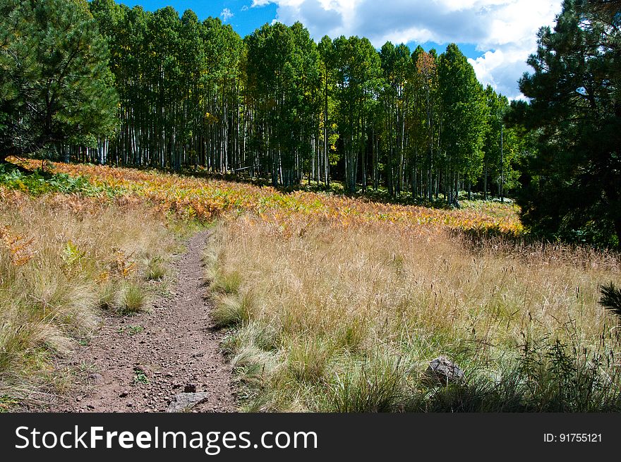 On the southwestern side of the San Francisco Peaks, Arizona Trail Passage 34 drops gently from the junction of Aspen Loop, heading north across the top of Hart Prarie. The trail skirts the edge of the Kachina Peaks Wilderness, instersecting Bismarck Lake Trail approximately 2 miles from Aspen Loop. This section of trail offers fantastic views of the Humphreys and Agassiz Peaks of the San Francisco Peaks, as well as stunning vistas of Hart Prarie, Kendrick Mountain, and surrounding area. Photo by Deborah Lee Soltesz, September 2015. Source: U.S. Forest Service, Coconino National Forest. See Bismarck Lake and Aspen Loop trail descriptions for information about these Arizona Trail Passage 34 access trails on the Coconino National Forest website.