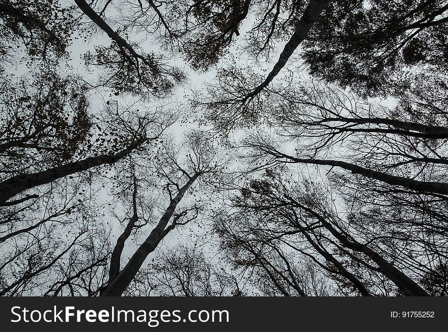 Sparse Forest Canopy