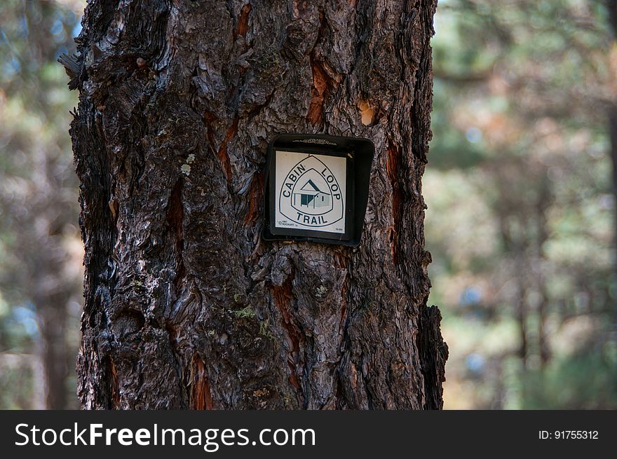 Much of the trail is well marked with &quot;Cabin Loop Trail&quot; markers. This is a beautiful hike through General Springs Canyon to a spur trail to Fred Haught&#x27;s cabin. From here, the trail meanders out of the canyon, through Quien Sabes Draw, and finally to Pinchot Cabin in Houston Draw. This historic trail is part of the Cabin Loop Trail System. It was named after a rancher who once used it to move cattle and supplies from ridge to ridge and valley to valley in the once roadless wilderness above the Mogollon Rim. The Arizona Trail follows Fred Haught Trail for three miles from General Springs Cabin to shortly before the Fred Haught Cabin spur trail. If you&#x27;re hiking the Arizona Trail, make sure to make a side-trip the old cabin site before continuing your journey. The trail may be accessed on FR 95 at Houston Draw, FR 719 at Fred Haught Ridge, and FR 300 at General Springs Cabin. Photo by Deborah Lee Soltesz, October 15, 2015. Credit: U. S. Forest Service, Coconino National Forest. For more information about this trail, see the Fred Haught No. 141 trail and Cabin Loop Trail System descriptions on the Coconino National Forest website. Much of the trail is well marked with &quot;Cabin Loop Trail&quot; markers. This is a beautiful hike through General Springs Canyon to a spur trail to Fred Haught&#x27;s cabin. From here, the trail meanders out of the canyon, through Quien Sabes Draw, and finally to Pinchot Cabin in Houston Draw. This historic trail is part of the Cabin Loop Trail System. It was named after a rancher who once used it to move cattle and supplies from ridge to ridge and valley to valley in the once roadless wilderness above the Mogollon Rim. The Arizona Trail follows Fred Haught Trail for three miles from General Springs Cabin to shortly before the Fred Haught Cabin spur trail. If you&#x27;re hiking the Arizona Trail, make sure to make a side-trip the old cabin site before continuing your journey. The trail may be accessed on FR 95 at Houston Draw, FR 719 at Fred Haught Ridge, and FR 300 at General Springs Cabin. Photo by Deborah Lee Soltesz, October 15, 2015. Credit: U. S. Forest Service, Coconino National Forest. For more information about this trail, see the Fred Haught No. 141 trail and Cabin Loop Trail System descriptions on the Coconino National Forest website.