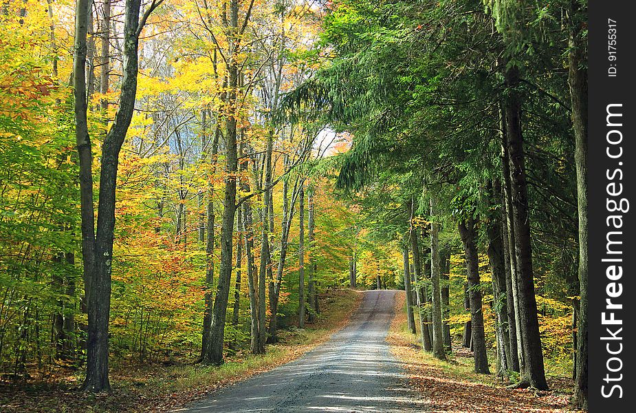 Pinchot State Forest, Lackawanna County. I&#x27;ve licensed this photo as CC0 for release into the public domain. You&#x27;re welcome to download the photo and use it without attribution. Pinchot State Forest, Lackawanna County. I&#x27;ve licensed this photo as CC0 for release into the public domain. You&#x27;re welcome to download the photo and use it without attribution.