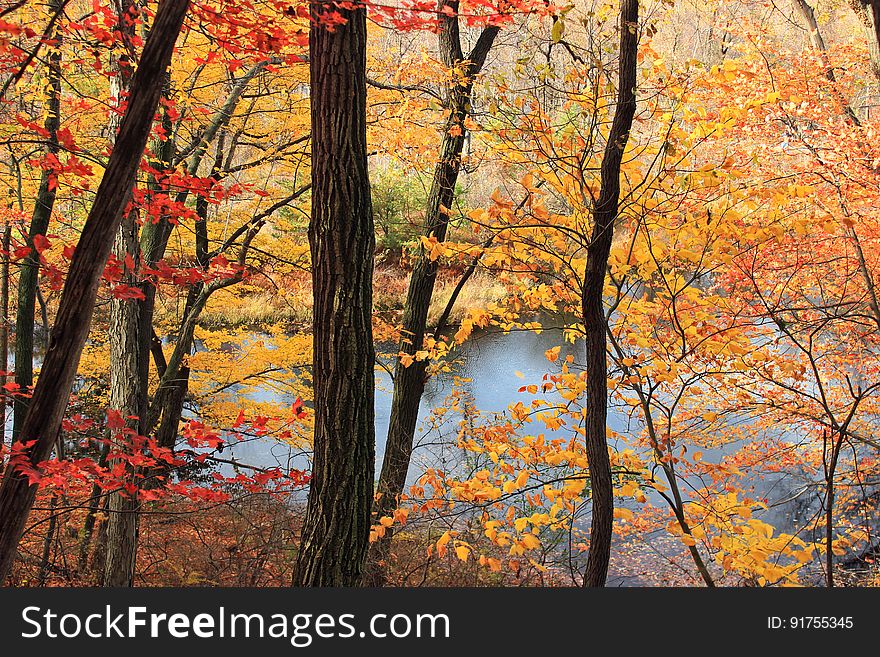 Mixed hardwood forest at peak autumn color, Carbon County, along the 3 Ponds Trail at the Lehigh Gap Nature Center. I&#x27;ve licensed this photo as CC0 for release into the public domain. You&#x27;re welcome to download the photo and use it without attribution. Mixed hardwood forest at peak autumn color, Carbon County, along the 3 Ponds Trail at the Lehigh Gap Nature Center. I&#x27;ve licensed this photo as CC0 for release into the public domain. You&#x27;re welcome to download the photo and use it without attribution.