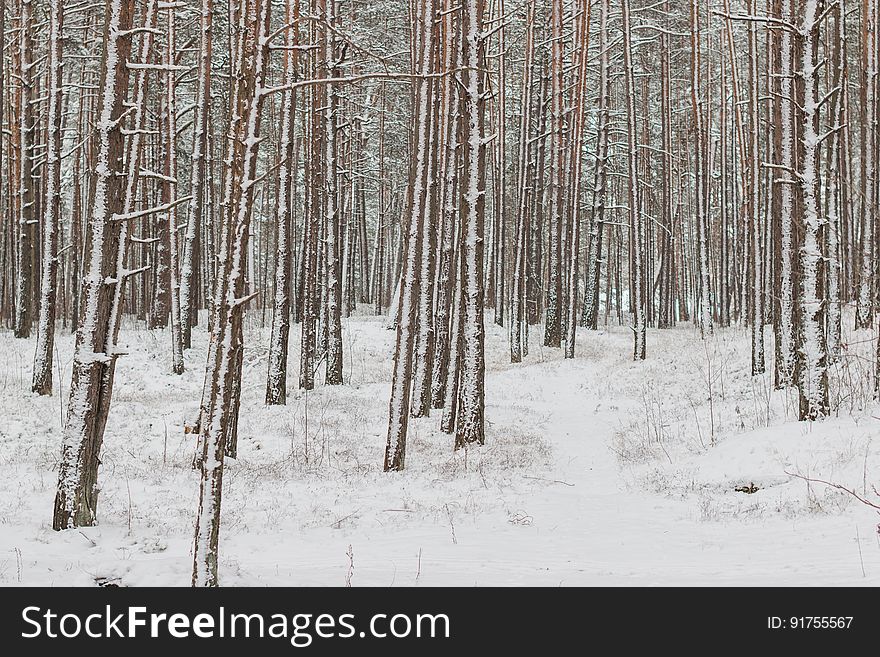 Jurmala forest in winter. Jurmala forest in winter