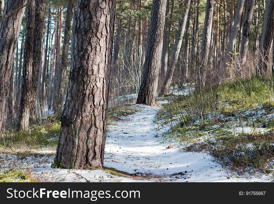 Early spring in Jurmala forest, Latvia. Early spring in Jurmala forest, Latvia.
