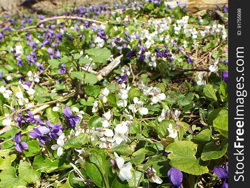 White and purple violets in Ontario forest. White and purple violets in Ontario forest