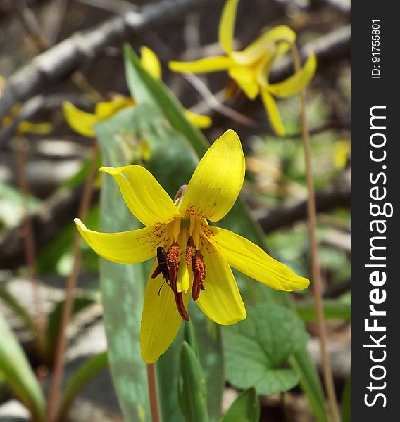 Spring Trout lilies in Ontario forest. Spring Trout lilies in Ontario forest