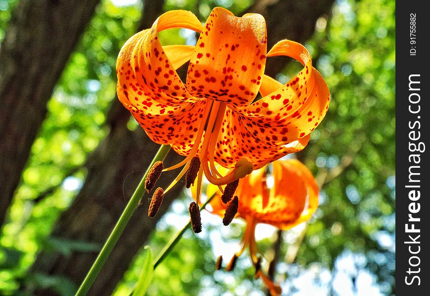 What&#x27;s up, Tiger Lily?