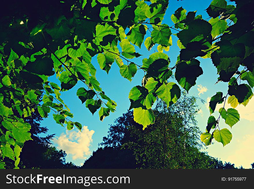 PUBLIC DOMAIN DEDICATION - Pixabay - digionbew 12. 13-07-16 Leaves against blue skies LOW RES DSC05970