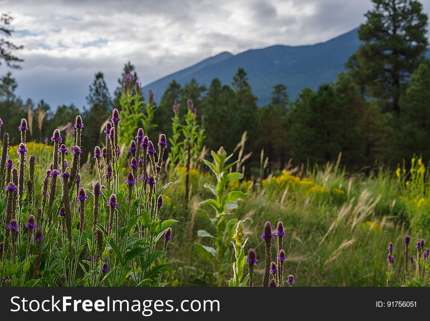 Exploring Schultz Pass in the early evening during monsoon season. Flowers are blooming and mushrooms are popping up everywhere. Flagstaff, Arizona. Exploring Schultz Pass in the early evening during monsoon season. Flowers are blooming and mushrooms are popping up everywhere. Flagstaff, Arizona.