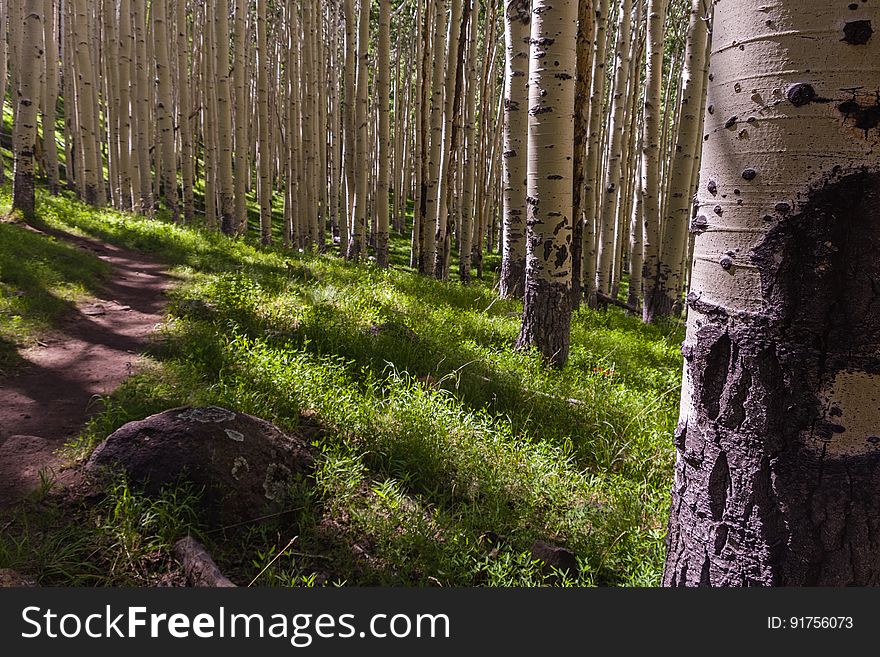 The Inner Basin Trail ascends from Lockett Meadow into the caldera of the San Francisco Peaks, an extinct volcano and home of the tallest peaks in Arizona. The first 1.7 miles of the trail winds through the extensive aspen forest flanking the upper reaches of the Peaks, joining the Waterline Trail briefly before following a jeep road into the caldera. The trail starts at an elevation of 8665 feet, gaining approximately 1200 feet over 2 miles on its way into the Inner Basin. The trail continues another 2 miles, gaining an additional 600 feet or so to join up with the Weatherford Trail. Photo by Deborah Lee Soltesz, July 13, 2016. Source: U.S. Forest Service, Coconino National Forest. See Lockett Meadow Campground and Inner Basin No. 29 for information about this area of the Peaks on the Coconino National Forest website. The Inner Basin Trail ascends from Lockett Meadow into the caldera of the San Francisco Peaks, an extinct volcano and home of the tallest peaks in Arizona. The first 1.7 miles of the trail winds through the extensive aspen forest flanking the upper reaches of the Peaks, joining the Waterline Trail briefly before following a jeep road into the caldera. The trail starts at an elevation of 8665 feet, gaining approximately 1200 feet over 2 miles on its way into the Inner Basin. The trail continues another 2 miles, gaining an additional 600 feet or so to join up with the Weatherford Trail. Photo by Deborah Lee Soltesz, July 13, 2016. Source: U.S. Forest Service, Coconino National Forest. See Lockett Meadow Campground and Inner Basin No. 29 for information about this area of the Peaks on the Coconino National Forest website.