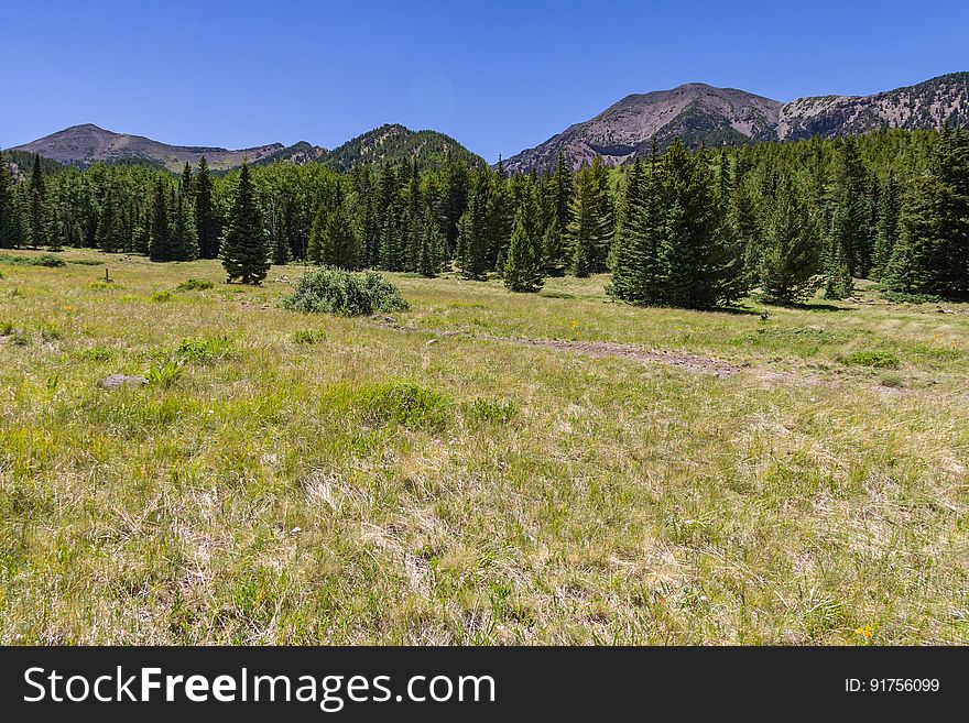 The Inner Basin Trail ascends from Lockett Meadow into the caldera of the San Francisco Peaks, an extinct volcano and home of the tallest peaks in Arizona. The first 1.7 miles of the trail winds through the extensive aspen forest flanking the upper reaches of the Peaks, joining the Waterline Trail briefly before following a jeep road into the caldera. The trail starts at an elevation of 8665 feet, gaining approximately 1200 feet over 2 miles on its way into the Inner Basin. The trail continues another 2 miles, gaining an additional 600 feet or so to join up with the Weatherford Trail. Photo by Deborah Lee Soltesz, July 13, 2016. Source: U.S. Forest Service, Coconino National Forest. See Lockett Meadow Campground and Inner Basin No. 29 for information about this area of the Peaks on the Coconino National Forest website. The Inner Basin Trail ascends from Lockett Meadow into the caldera of the San Francisco Peaks, an extinct volcano and home of the tallest peaks in Arizona. The first 1.7 miles of the trail winds through the extensive aspen forest flanking the upper reaches of the Peaks, joining the Waterline Trail briefly before following a jeep road into the caldera. The trail starts at an elevation of 8665 feet, gaining approximately 1200 feet over 2 miles on its way into the Inner Basin. The trail continues another 2 miles, gaining an additional 600 feet or so to join up with the Weatherford Trail. Photo by Deborah Lee Soltesz, July 13, 2016. Source: U.S. Forest Service, Coconino National Forest. See Lockett Meadow Campground and Inner Basin No. 29 for information about this area of the Peaks on the Coconino National Forest website.