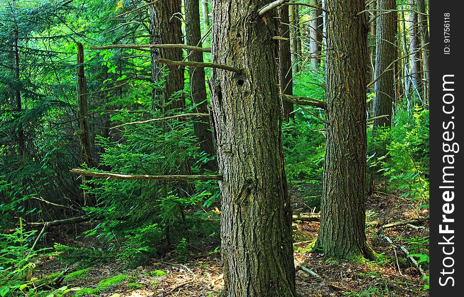 Hemlockâ€“black spruce forest, Lycoming Countyâ€“Tioga County line, within the Algerine Swamp Natural Area of Tiadaghton State Forest. I&#x27;ve licensed this photo as CC0 for release into the public domain. You&#x27;re welcome to download the photo and use it without attribution. Hemlockâ€“black spruce forest, Lycoming Countyâ€“Tioga County line, within the Algerine Swamp Natural Area of Tiadaghton State Forest. I&#x27;ve licensed this photo as CC0 for release into the public domain. You&#x27;re welcome to download the photo and use it without attribution.