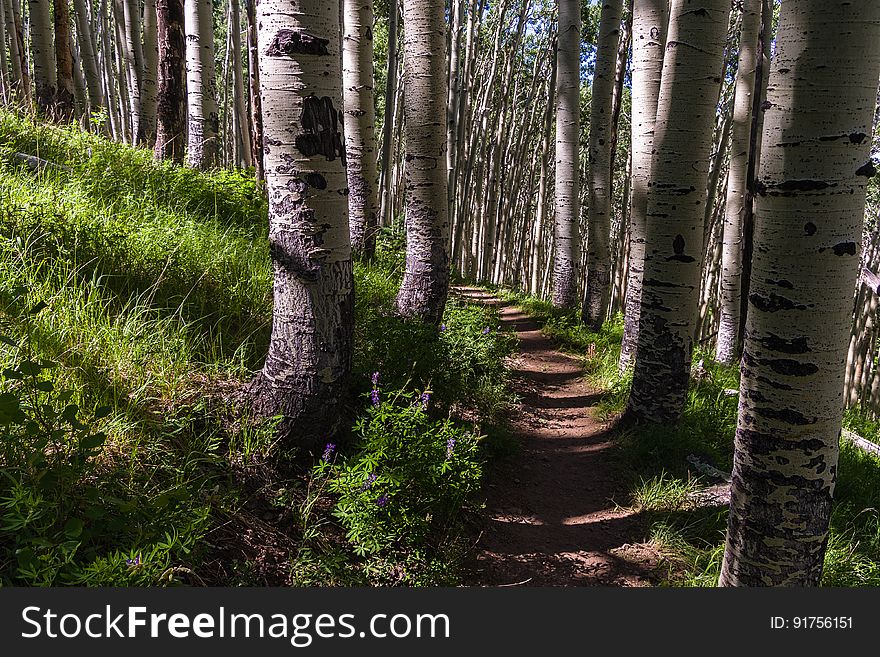 The Inner Basin Trail ascends from Lockett Meadow into the caldera of the San Francisco Peaks, an extinct volcano and home of the tallest peaks in Arizona. The first 1.7 miles of the trail winds through the extensive aspen forest flanking the upper reaches of the Peaks, joining the Waterline Trail briefly before following a jeep road into the caldera. The trail starts at an elevation of 8665 feet, gaining approximately 1200 feet over 2 miles on its way into the Inner Basin. The trail continues another 2 miles, gaining an additional 600 feet or so to join up with the Weatherford Trail. Photo by Deborah Lee Soltesz, July 13, 2016. Source: U.S. Forest Service, Coconino National Forest. See Lockett Meadow Campground and Inner Basin No. 29 for information about this area of the Peaks on the Coconino National Forest website. The Inner Basin Trail ascends from Lockett Meadow into the caldera of the San Francisco Peaks, an extinct volcano and home of the tallest peaks in Arizona. The first 1.7 miles of the trail winds through the extensive aspen forest flanking the upper reaches of the Peaks, joining the Waterline Trail briefly before following a jeep road into the caldera. The trail starts at an elevation of 8665 feet, gaining approximately 1200 feet over 2 miles on its way into the Inner Basin. The trail continues another 2 miles, gaining an additional 600 feet or so to join up with the Weatherford Trail. Photo by Deborah Lee Soltesz, July 13, 2016. Source: U.S. Forest Service, Coconino National Forest. See Lockett Meadow Campground and Inner Basin No. 29 for information about this area of the Peaks on the Coconino National Forest website.