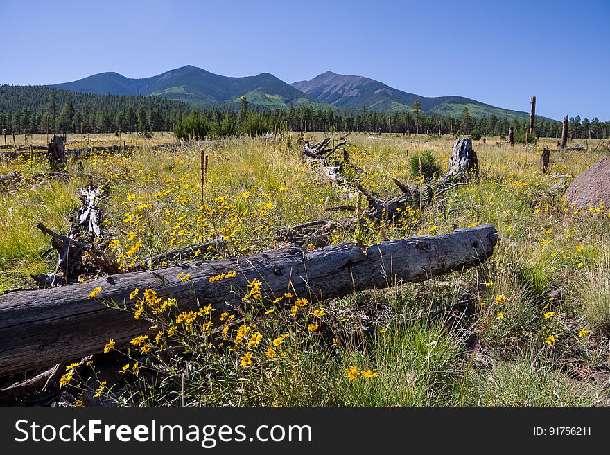 Beginnings of fall color on northern slopes of the San Francisco Peaks. This drive takes you around the north side of Arizona&#x27;s highest mountain, winding through a land of pine forests and aspen groves, open prairies and rustic homesteads. Autumn turns the mountain to gold, filling forest roads and trails with visitors come to enjoy the colorful display. There are a number of places along this route where you can stop to take a hike, enjoy a lunch or even set up a primitive camp. That way you can take more than one day to do this drive or combine it with one or more of the other scenic drives in the vicinity of the San Francisco Peaks. Photo by Deborah Lee Soltesz, September 17, 2016. Source: U.S. Forest Service, Coconino National Forest. See Around the Peaks Loop Scenic Drive for information about this drive on the Coconino National Forest we. Beginnings of fall color on northern slopes of the San Francisco Peaks. This drive takes you around the north side of Arizona&#x27;s highest mountain, winding through a land of pine forests and aspen groves, open prairies and rustic homesteads. Autumn turns the mountain to gold, filling forest roads and trails with visitors come to enjoy the colorful display. There are a number of places along this route where you can stop to take a hike, enjoy a lunch or even set up a primitive camp. That way you can take more than one day to do this drive or combine it with one or more of the other scenic drives in the vicinity of the San Francisco Peaks. Photo by Deborah Lee Soltesz, September 17, 2016. Source: U.S. Forest Service, Coconino National Forest. See Around the Peaks Loop Scenic Drive for information about this drive on the Coconino National Forest we