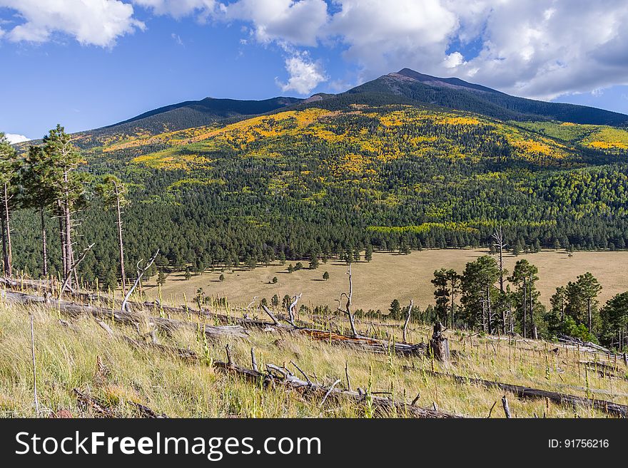 Fall color on the San Francisco Peaks, viewed from the White Horse Hills along Forest Road 418, October 1, 2016. This drive takes you all the way around Arizona&#x27;s highest mountain, winding through a land of pine forests and aspen groves, open prairies and rustic homesteads. Autumn turns the mountain to gold, filling forest roads and trails with visitors come to enjoy the colorful display. Because the road becomes very rough and rocky between Bear Jaw and Abineau canyons, a mid to high clearance vehicle is required to complete the loop. However, fall color can be seen on either end of the road accessible to low clearance passenger cars. There are a number of places along this route where you can stop to take a hike, enjoy a lunch or even set up a primitive camp. That way you can take more than one day to do this drive or combine it with one or more of the other scenic drives in the vicinity of the San Francisco Peaks. The White Horse Hills are northwest of the Abineau-Bear Jaw Trailhead entrance on the north side of the road. There are no system trails into the hills, but there is an old two-track leading into valley between the hills that is easy to follow on foot. Photo by Deborah Lee Soltesz, October 1, 2016. Source: U.S. Forest Service, Coconino National Forest. See Around the Peaks Loop Scenic Drive for information about this drive on the Coconino National Forest website. Fall color on the San Francisco Peaks, viewed from the White Horse Hills along Forest Road 418, October 1, 2016. This drive takes you all the way around Arizona&#x27;s highest mountain, winding through a land of pine forests and aspen groves, open prairies and rustic homesteads. Autumn turns the mountain to gold, filling forest roads and trails with visitors come to enjoy the colorful display. Because the road becomes very rough and rocky between Bear Jaw and Abineau canyons, a mid to high clearance vehicle is required to complete the loop. However, fall color can be seen on either end of the road accessible to low clearance passenger cars. There are a number of places along this route where you can stop to take a hike, enjoy a lunch or even set up a primitive camp. That way you can take more than one day to do this drive or combine it with one or more of the other scenic drives in the vicinity of the San Francisco Peaks. The White Horse Hills are northwest of the Abineau-Bear Jaw Trailhead entrance on the north side of the road. There are no system trails into the hills, but there is an old two-track leading into valley between the hills that is easy to follow on foot. Photo by Deborah Lee Soltesz, October 1, 2016. Source: U.S. Forest Service, Coconino National Forest. See Around the Peaks Loop Scenic Drive for information about this drive on the Coconino National Forest website.