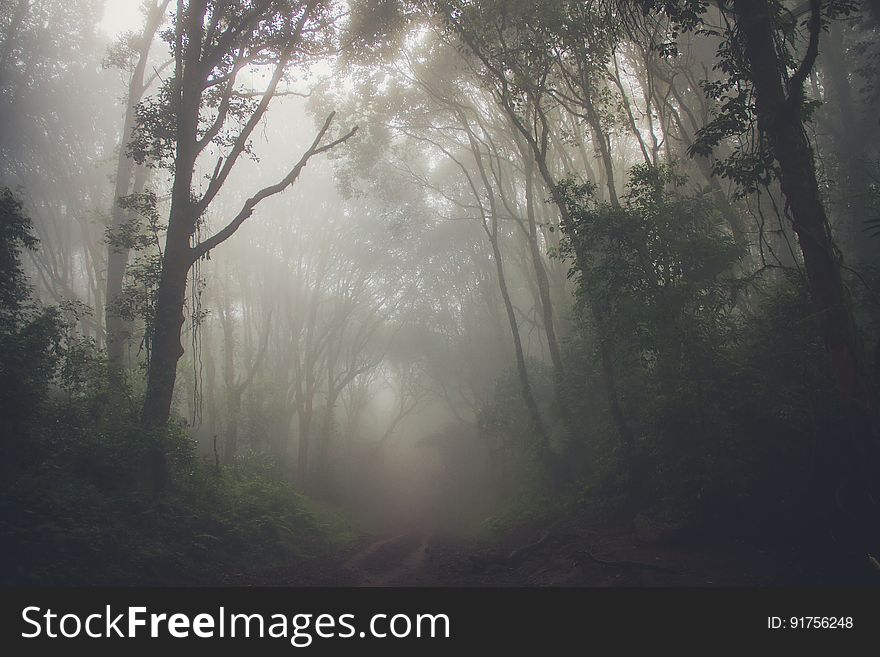 Misty Forest