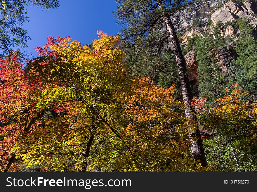 The brilliant red, orange, and yellows of changing maple leaves mark the start of fall color in the West Fork of Oak Creek Canyon, October 12, 2016. There are a number of reasons why West Fork is one of the most popular trails on the Coconino National Forest. West Fork is fantastic throughout the year, but in autumn, the canyon is ablaze with color. Red and gold leaves float in clear reflecting pools along the creek, under a canopy of solid color. As for the trail itself, it&#x27;s an easy stroll, but you do have to cross the stream in a number of places. Usually, that involves negotiating a few strategically placed stepping stones or taking a couple of steps in shallow water. The trail is marked and maintained for the first three miles. It ends at a deep pool in a narrow spot in the canyon. Parking is available at Call of the Canyon picnic site for a fee. This is a special fee site run by a concessionaire. Photo by Deborah Lee Soltesz, October 12, 2016. Credit: Coconino National Forest, U.S. Forest Service. Learn more about the West Fork of Oak Creek Canyon, Trail No. 108, Call of the Canyon picnic site, and the Coconino National Forest. The brilliant red, orange, and yellows of changing maple leaves mark the start of fall color in the West Fork of Oak Creek Canyon, October 12, 2016. There are a number of reasons why West Fork is one of the most popular trails on the Coconino National Forest. West Fork is fantastic throughout the year, but in autumn, the canyon is ablaze with color. Red and gold leaves float in clear reflecting pools along the creek, under a canopy of solid color. As for the trail itself, it&#x27;s an easy stroll, but you do have to cross the stream in a number of places. Usually, that involves negotiating a few strategically placed stepping stones or taking a couple of steps in shallow water. The trail is marked and maintained for the first three miles. It ends at a deep pool in a narrow spot in the canyon. Parking is available at Call of the Canyon picnic site for a fee. This is a special fee site run by a concessionaire. Photo by Deborah Lee Soltesz, October 12, 2016. Credit: Coconino National Forest, U.S. Forest Service. Learn more about the West Fork of Oak Creek Canyon, Trail No. 108, Call of the Canyon picnic site, and the Coconino National Forest.