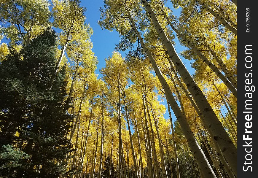 Fall colors on the Inner Basin Trail, September 23, 2016. The Inner Basin Trail ascends from Lockett Meadow into the caldera of the San Francisco Peaks, an extinct volcano and home of the tallest peaks in Arizona. The first 1.7 miles of the trail winds through the extensive aspen forest flanking the upper reaches of the Peaks, joining the Waterline Trail briefly before following a jeep road into the caldera. The trail starts at an elevation of 8665 feet, gaining approximately 1200 feet over 2 miles on its way into the Inner Basin. The trail continues another 2 miles, gaining an additional 600 feet or so to join up with the Weatherford Trail. Photo by George Jozens, September 23, 2016. Source: U.S. Forest Service, Coconino National Forest. See Lockett Meadow Campground and Inner Basin No. 29 for information about this area of the Peaks on the Coconino National Forest website.