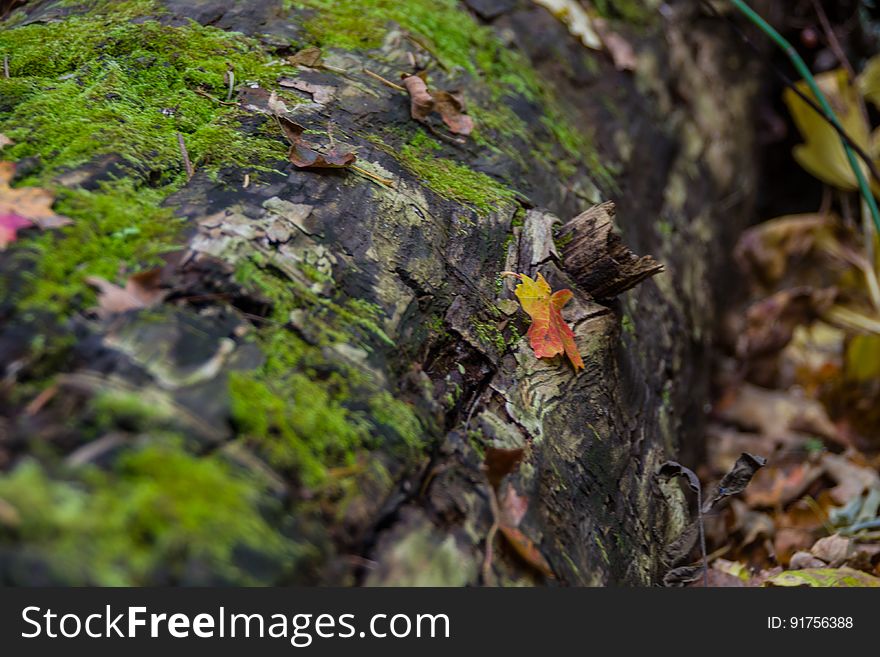 West Fork Of Oak Creek Canyon No. 108