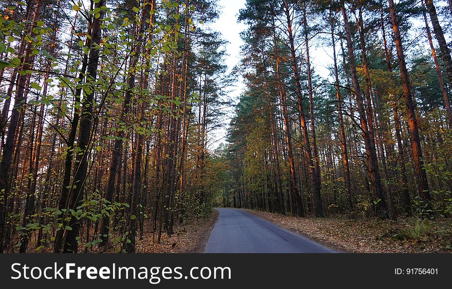 Plant, Sky, Ecoregion, Natural Landscape