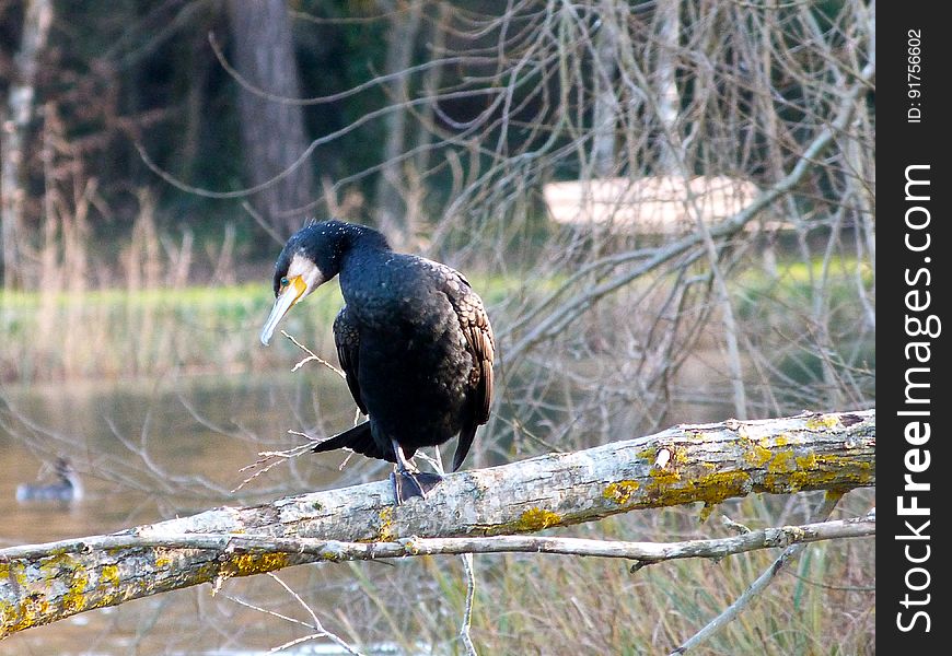 Cormorant