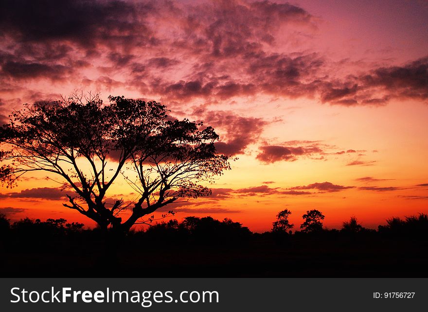 Tree On Forest