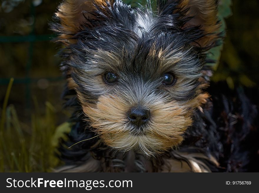 Black and Tan Yorkshire Terrier Puppy Closeup Photography
