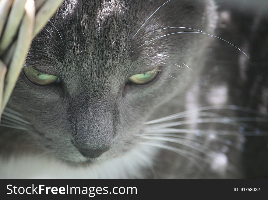 A close up of a gray cat in the sunlight.