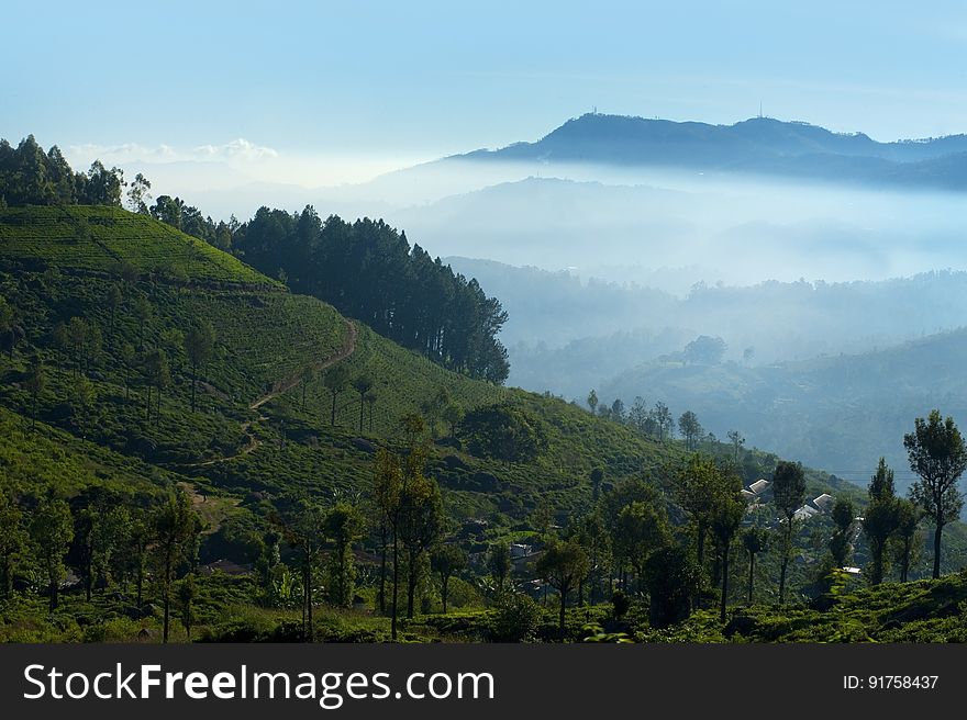 Landscape at dawn with trees on a hillside, mist shrouded valley, and beyond distant mountain peak, pale blue sky. Landscape at dawn with trees on a hillside, mist shrouded valley, and beyond distant mountain peak, pale blue sky.