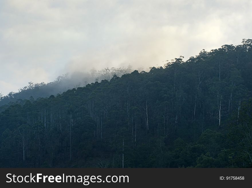 Heavily wooded dark hillside and valley beyond with dense fog merging into gray sky. Heavily wooded dark hillside and valley beyond with dense fog merging into gray sky.