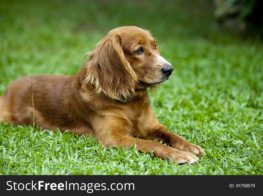 A dog lying on green grass in the garden. A dog lying on green grass in the garden.