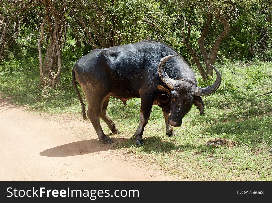 Water buffalo walking outdoors on a sunny day.