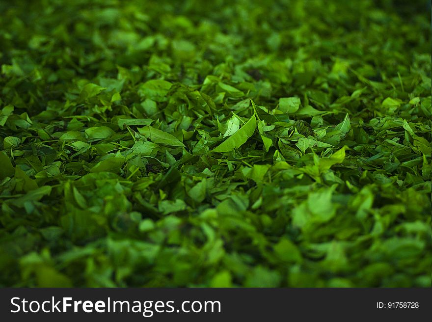 A background up of green herbaceous plants. A background up of green herbaceous plants.