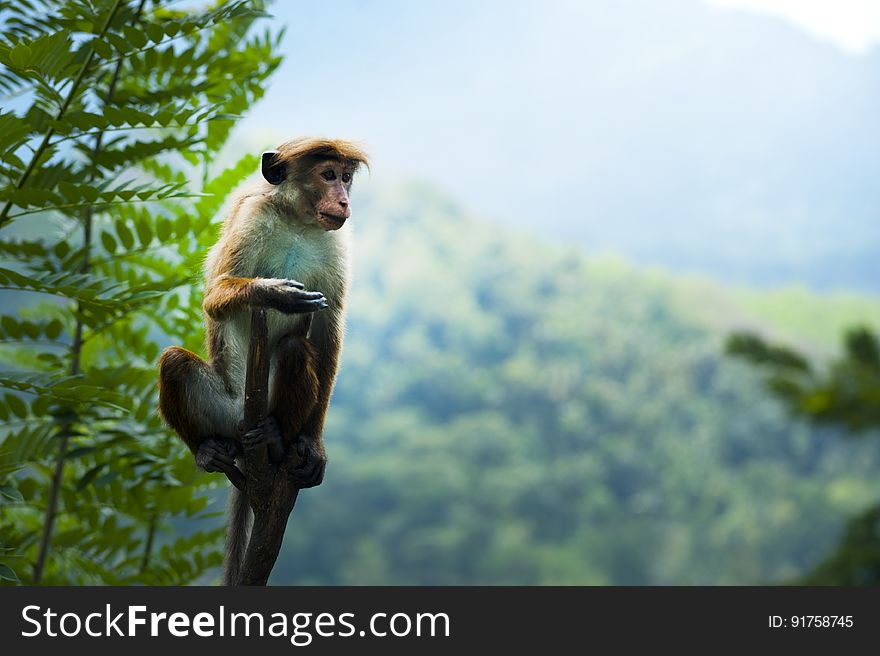A small monkey hanging on a tree in the jungle. A small monkey hanging on a tree in the jungle.