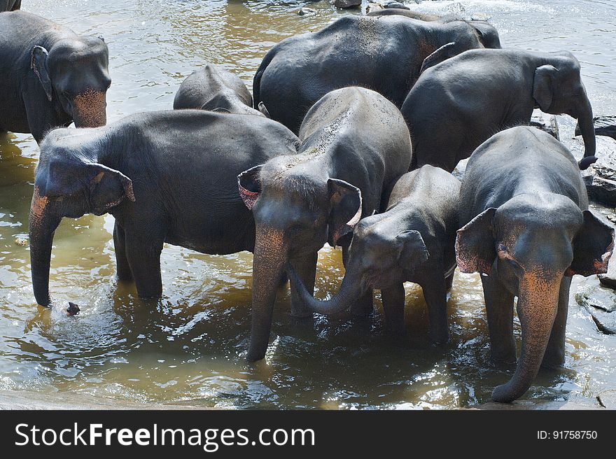 A herd of Asian elephants in the river. A herd of Asian elephants in the river.