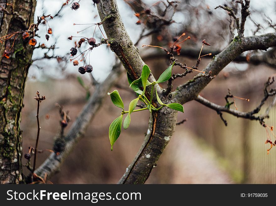 Close-up Of Branches Of Tree