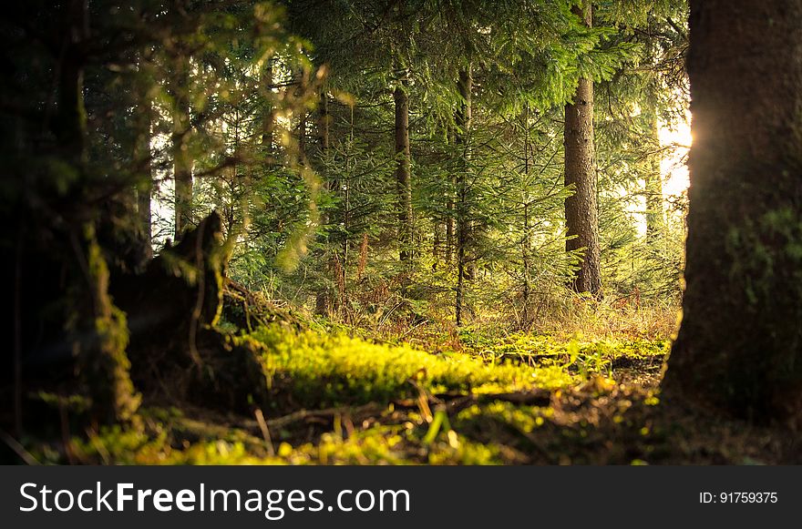 A view inside a forest with mossy fields and trees. A view inside a forest with mossy fields and trees.