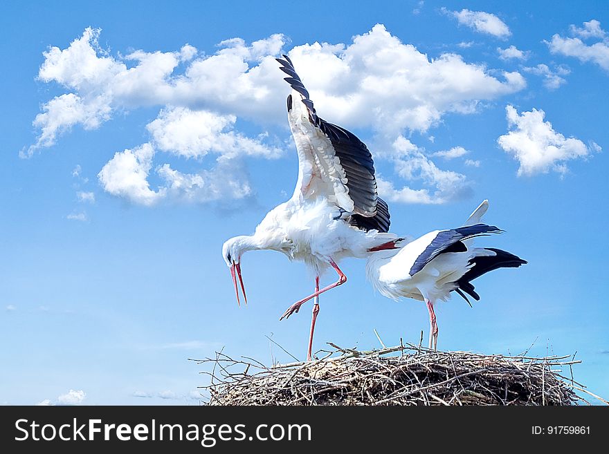 Two Storks In A Nest