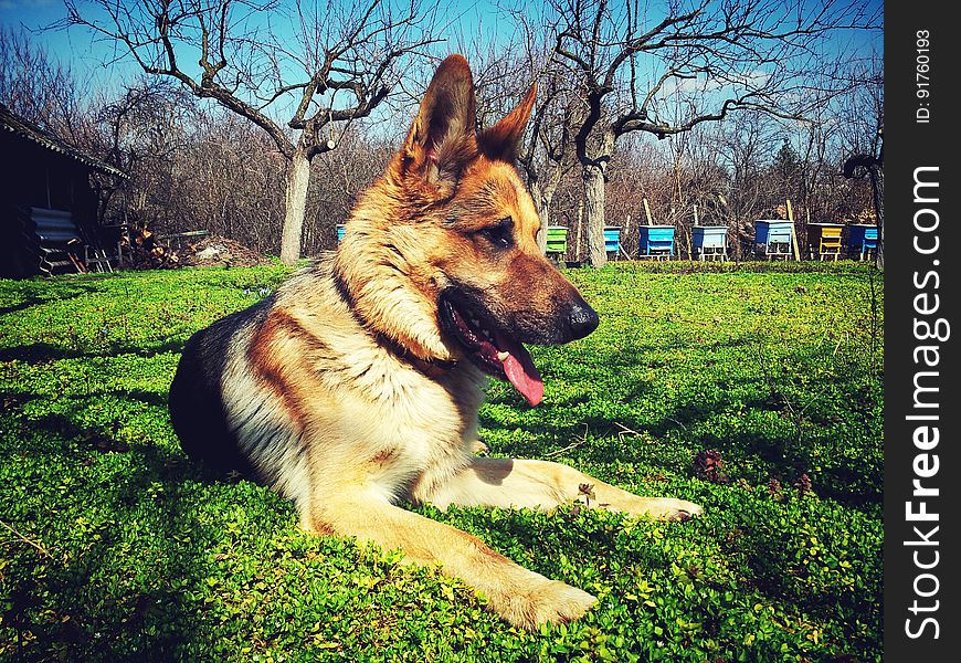 German shepherd puppy resting outside on the grass.