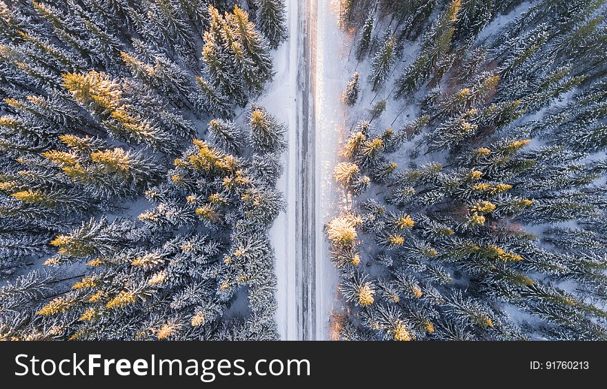 Aerial view of road through fir forest in freezing cold, snowy Winter weather.