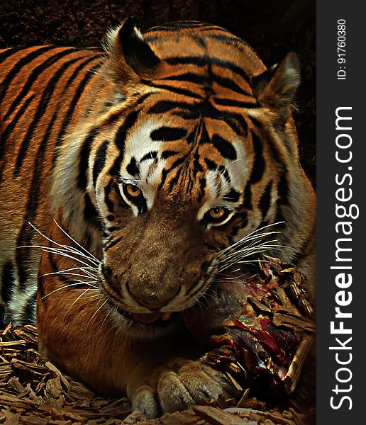 A close up of a tiger eating meat in zoo.