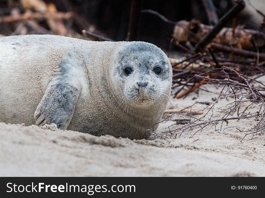 A seal lying on a sandy beach. A seal lying on a sandy beach.