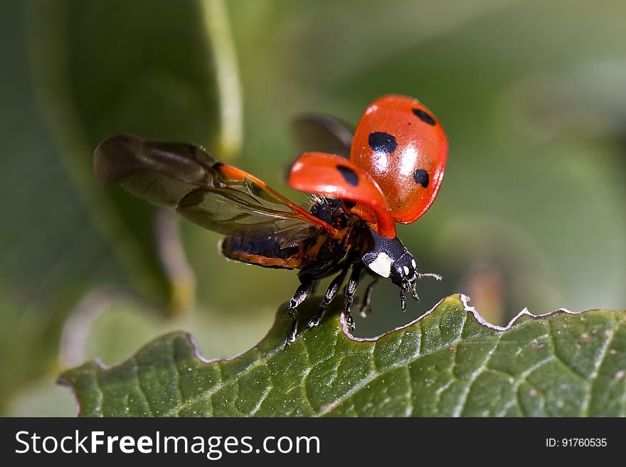 Red and Black Bug