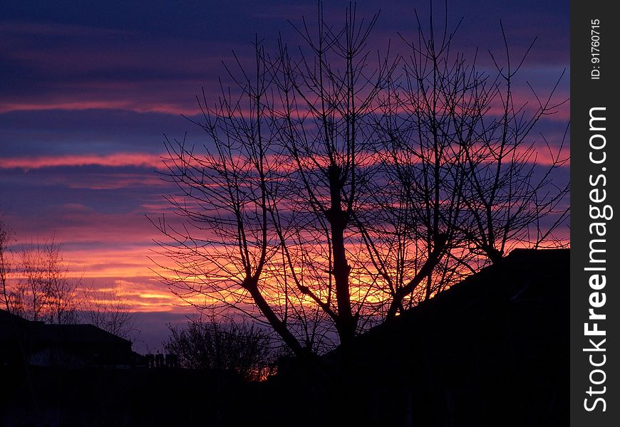 The silhouettes of trees with the sunset skies on the background. The silhouettes of trees with the sunset skies on the background.