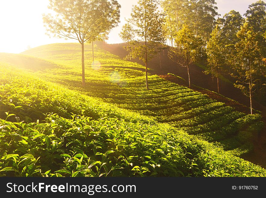 Tea plants growing on terraces with the sun in the background. Tea plants growing on terraces with the sun in the background.