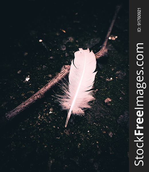 A fallen feather on the ground on a wooden stick.
