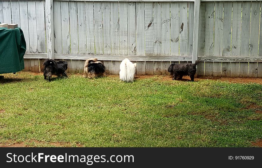 A group of dogs waiting by a wooden fence. A group of dogs waiting by a wooden fence.