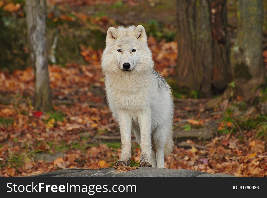 Portrait of a staring white wold with autumn forest in background. Portrait of a staring white wold with autumn forest in background.